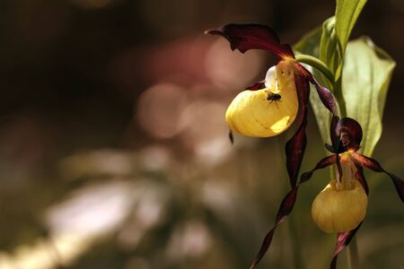 Picture of a venus slipper orchidの写真素材