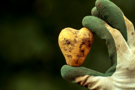 Gold of the Earth: Potatoe Harvest in septemberの写真素材