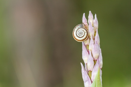 Rare Snail on an orchid in Upper Franconiaの写真素材