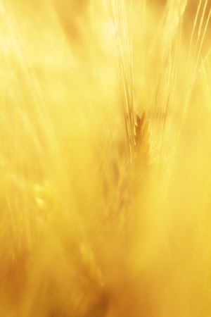 Early Grain in a Field of Corn in Bavaria, Germanyの写真素材