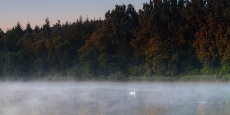 A morning at the swan lake of chateau Seehof  Pictures are taken on a foggy morning on a warm August day  Location was Memmelsdorf in Bavaria, Germanyの写真素材