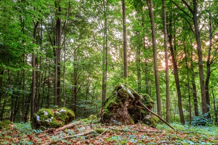 Summer Forest Evening  Picture of a Forest in Bavaria  Shot was taken on a warm High Summer August day in a rocky forest area in Upper Franconia の写真素材