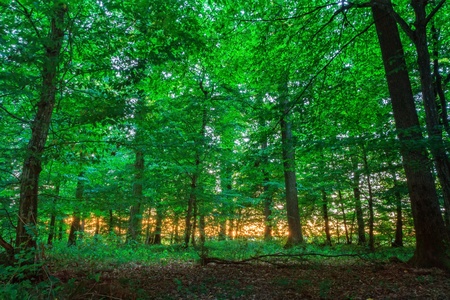 Dramatic Sunset in the Forestの写真素材