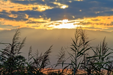 Reed at the Lakeの写真素材