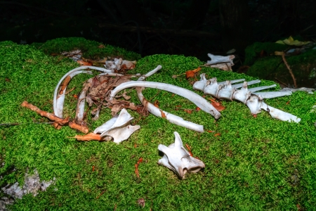 Bones of a killed animal in the forest