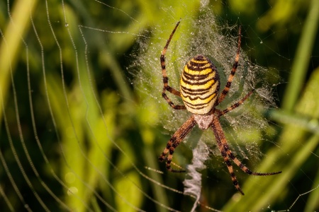 Wasp Spiderの写真素材
