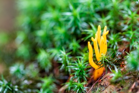 Alien Fungus  Bright orange yellow coral like forest mushroom in the woods of Bavaria in Germanyの写真素材