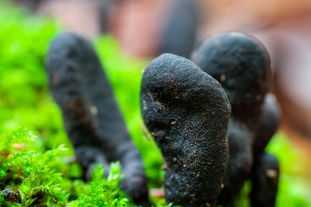 Mushroom Kingdom  Picture of a forest mushroom in the woods of Bavaria in Germany in fallの写真素材