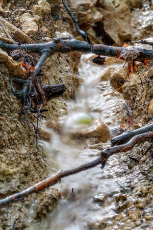 Forest Creek  Picture of a little Creek through the Forest in the woods of Bavariaの写真素材