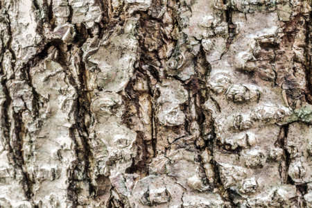 Tree Rind Texture