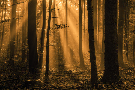 Enchanted Autumn Forest with the lovely rising morning sun  Leaves on the ground and light fog in the air  Warm rays of the sun shine through the deciduous woods of Upper Franconia   Bavaria, Germany の写真素材