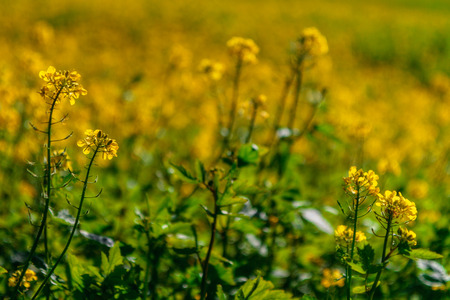 Autumn Canola in Bavaria, Germany   Europe  Golden Rapeseed in October in the meadows