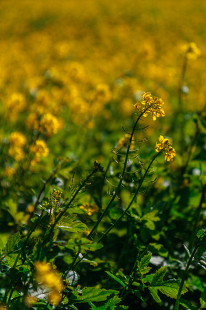 Autumn Canola in Bavaria, Germany   Europe  Golden Rapeseed in October in the meadowsの写真素材