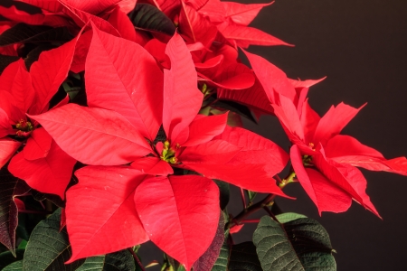 Poinsettia, Christmas Star, Euphorbia pulcherrima  plant の写真素材