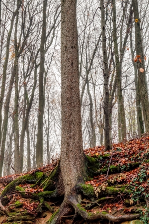 Amazing Fall Forrest  Lovely Nature Picture of an European Forest in Autumn Bavaria, Germany  Spooky and Creepy Atmosphere の写真素材
