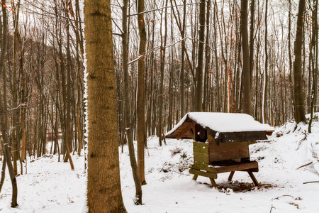 Winter Forrestの写真素材