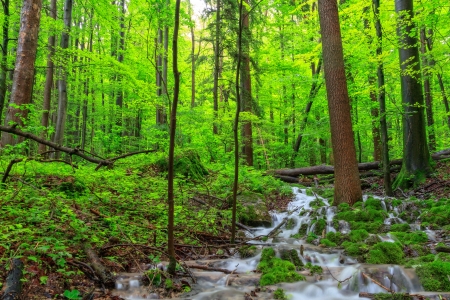 Waterfall in a Spring Forestの写真素材