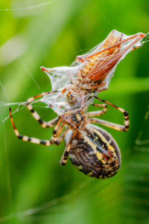 Wasp spider with prey  Macro Picture of a wasp spider in its net with a grasshopper as prey, taken in northern Bavaria, Germanyの写真素材