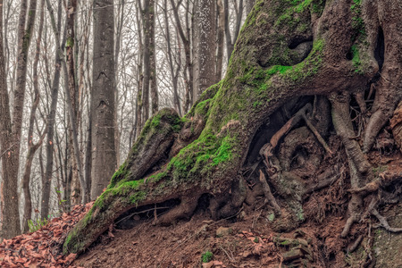 Amazing Forrest Roots  Lovely Nature Picture of an European Forest in Autumn Bavaria, Germany ...