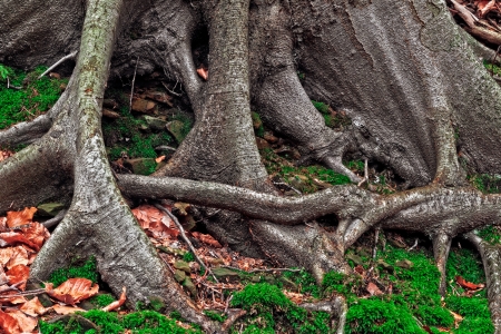 Amazing Forrest Roots  Lovely Nature Picture of an European Forest in Autumn Bavaria, Germany  Spooky and Creepy Atmosphere の写真素材