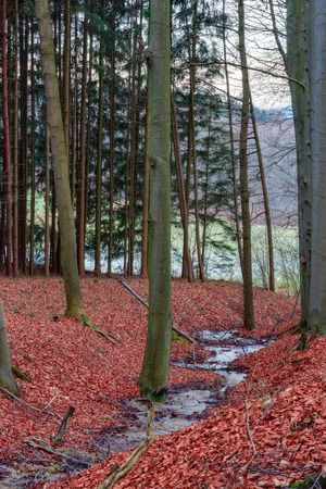 Winter Forrest  Red leaves on the ground, barren trees, little creek running through the woodsの写真素材