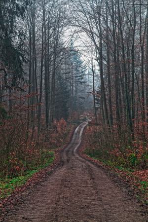Winter Forrest  Red leaves on the ground, barren trees, sunrise through the woodsの写真素材