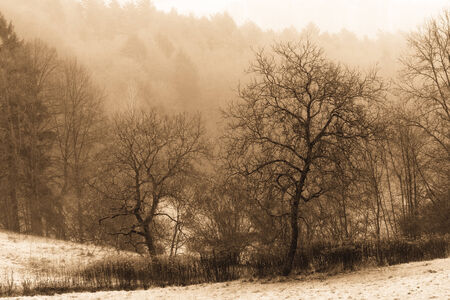Rural Countryside in the Winter  Bavarian Hill Landscape  Hoar Frost on the Ground  Cold January  Barren Trees の写真素材