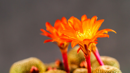 Macro of a orange blooming Rebutia Heliosaの写真素材