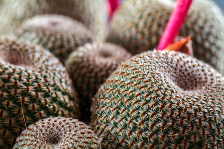 Macro of a orange blooming Rebutia Heliosaの写真素材