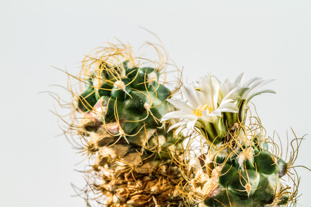 Macro of a blooming Turbinicarpus Pseudomacroheleの写真素材
