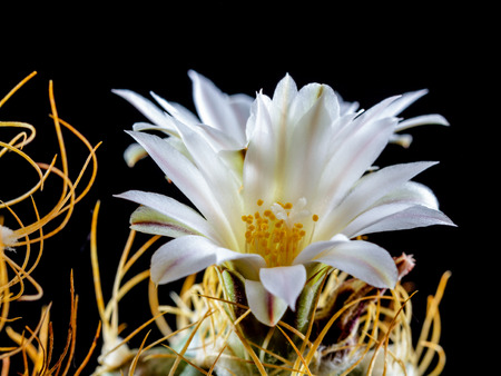 Macro of a blooming Turbinicarpus Pseudomacrohele の写真素材