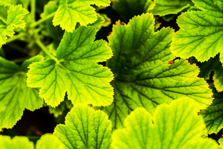 Tropical Plant. Fresh Vibrant Green Color. Healthy Atmosphere of the Rain Forestの写真素材