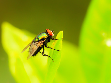 Closeup of a Green Shimmering Fly sitting on a tropical Leaf. 