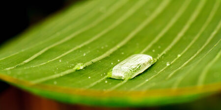 Green Leaf of a tropical Plant. Fresh Spring Colors. Exotic Nature Macro.の写真素材