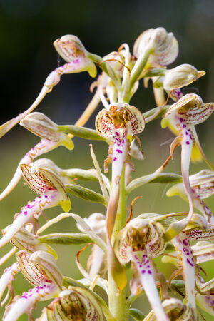 Wildlife Lizard Orchid  Rare bavarian wildlife plant, shot on a sunny spring day in the hills of northern franconia in Germany   Europeの写真素材