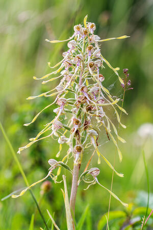 Wildlife Lizard Orchid  Rare bavarian wildlife plant, shot on a sunny spring day in the hills of northern franconia in Germany   Europeの写真素材