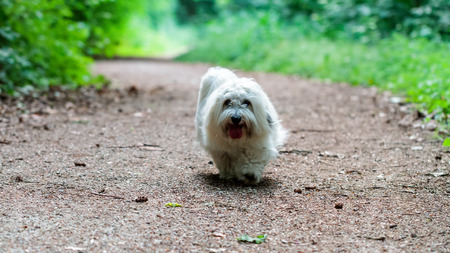 White dog with long hair, running and playing outdoors  Adult Coton de Tulear Breedの写真素材
