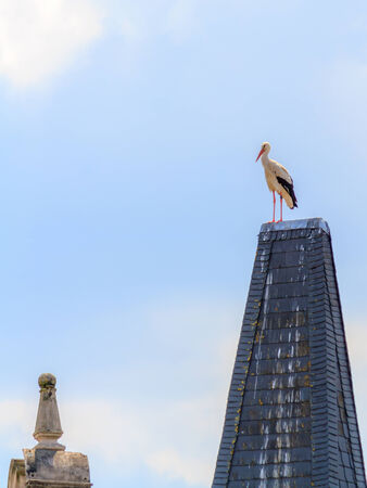 Wilflife adult Stork, sitting and resting on a roof in the german city of Forchheim in Upper Franconia, Bavaria  Shot Midday on a sunny summer dayの写真素材