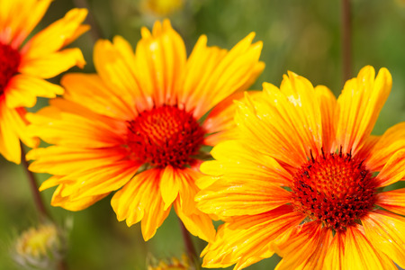 Exotic Flower Macro. Closeup of a Summer Sunflower Plantの写真素材