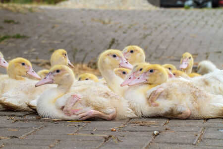 Bunch of Young Geese on a Farm  Domesticated Animalsの写真素材