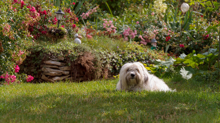 Cute White dog with long hair, running and playing in a meadow  Adult Coton de Tulear Breedの写真素材