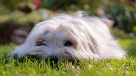 Cute White dog with long hair, running and playing in a meadow. Adult Coton de Tulear Breedの写真素材