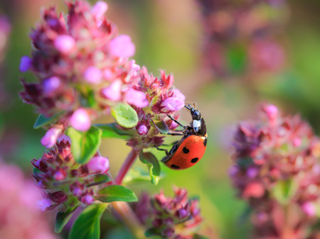 Ladybug on a pink summer flowerの写真素材