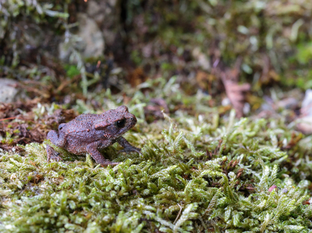 Little Toad, sitting in the moss