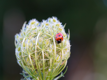 Ladybug on a summer flower. Intended Blurredness and Vignette. Lovely vibrant colors