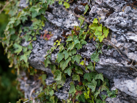 Plants on Rocks. Intended Blurrednessの写真素材