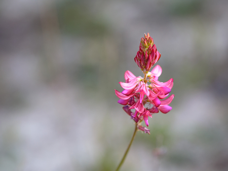 Wildlife Pink Clover Flowerの写真素材