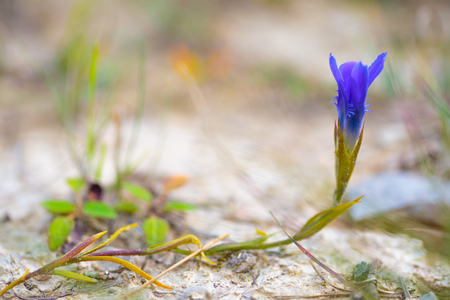 German Gentian. Picture of a Gentianella Germanica, taken in the evening in northern Franconia, Bavaria, Germanyの写真素材