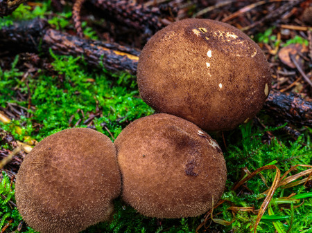 wild forest mushroom in the woodsの写真素材
