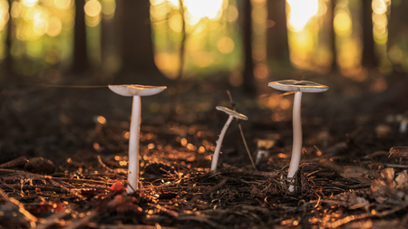 wild forest mushrooms in the woods